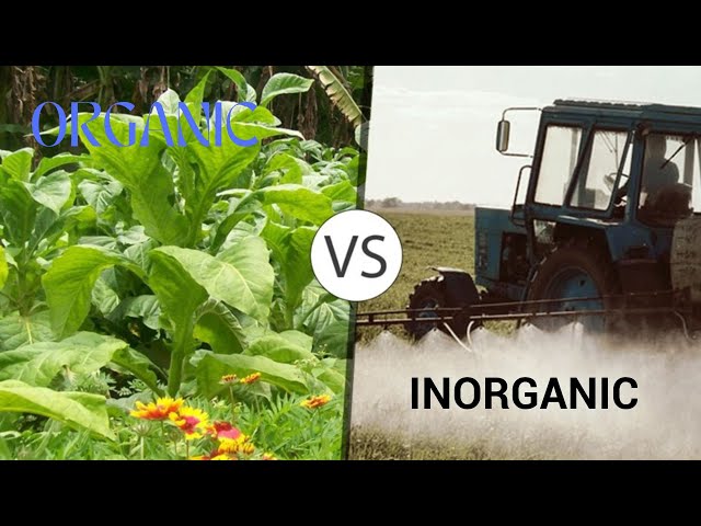 Organic Farming vs Conventional Farming