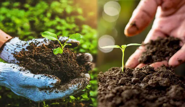 Benefits of Eating Organic Foods production.